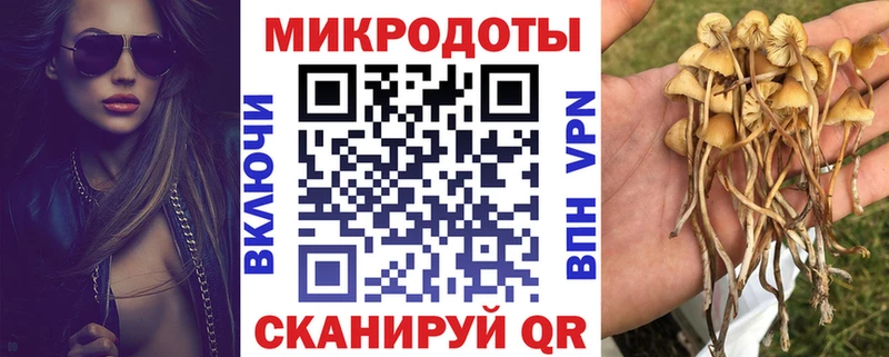 Купить где Красноармейск Псилоцибиновые грибы Psilocybe